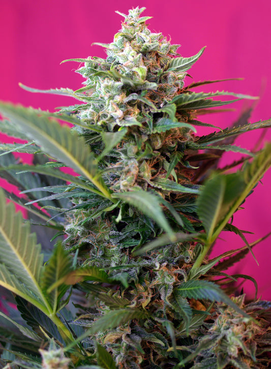 Big Devil XL Auto® (SWS28)