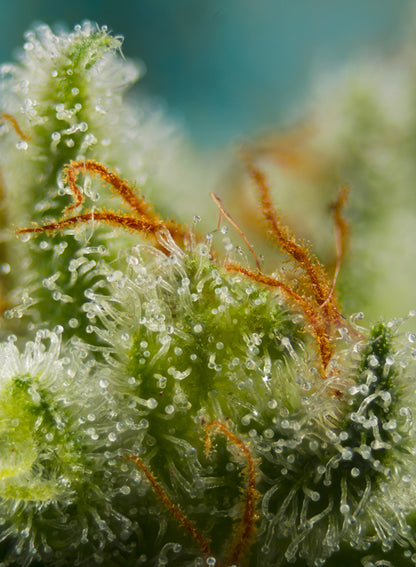 Big Devil XL Auto® (SWS28)
