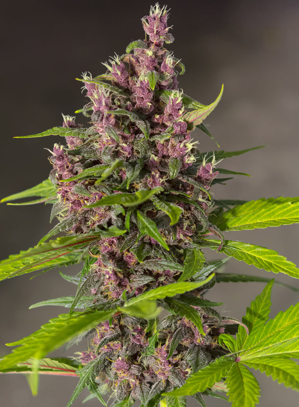 Bloody Skunk Auto® (SWS44)