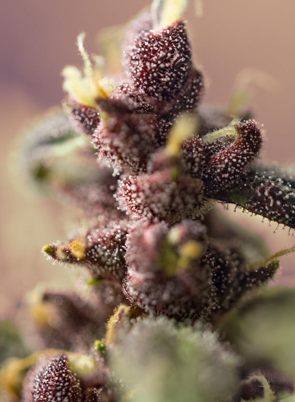 Bloody Skunk Auto® (SWS44)