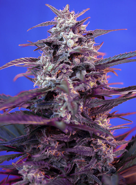Bloody Skunk Auto® (SWS44)