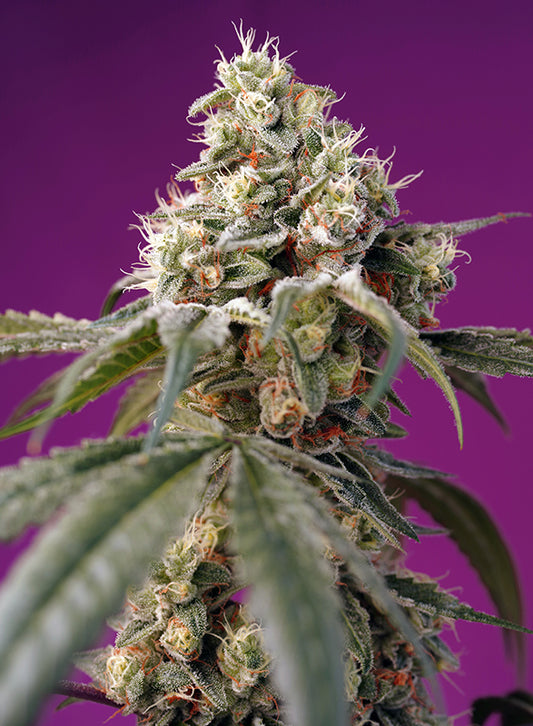 Bruce Banner Auto® (SWS91)