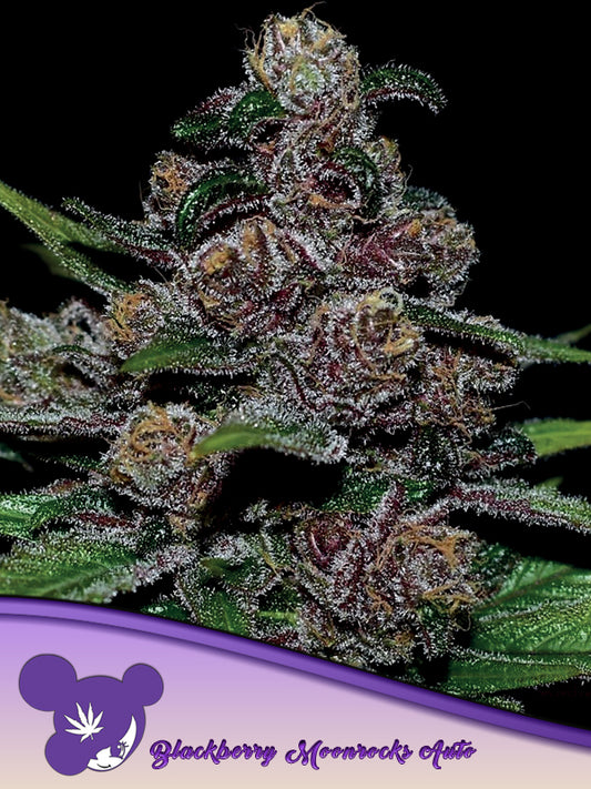 AUTO Blackberry Moonrocks
