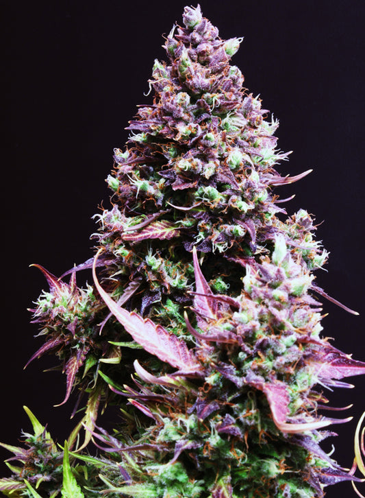 Cream Caramel Auto® (SWS22)