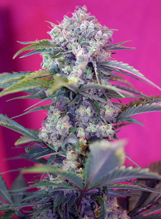 Cream Mandarine Auto® (SWS29)