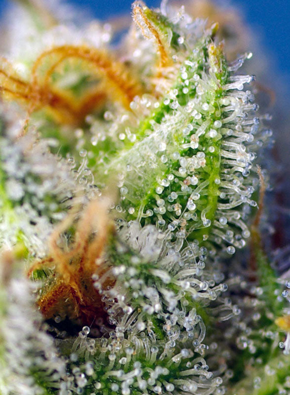 Crystal Candy F1 Fast Version® (SWS73)