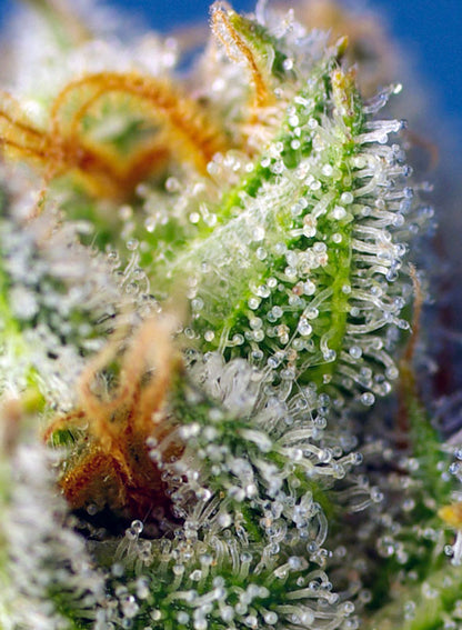 Crystal Candy F1 Fast Version® (SWS73)