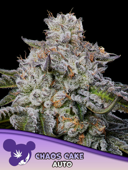 Chaos Cake AUTO