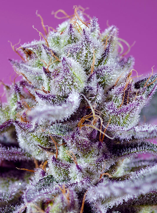 DIABLO’S DELIGHT XL AUTO® (SWS113)