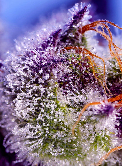 DIABLO’S DELIGHT XL AUTO® (SWS113)