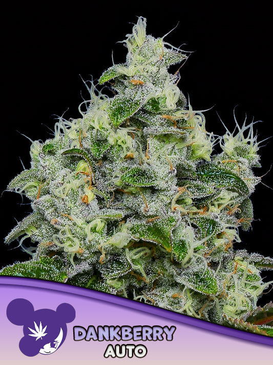 Dankberry AUTO