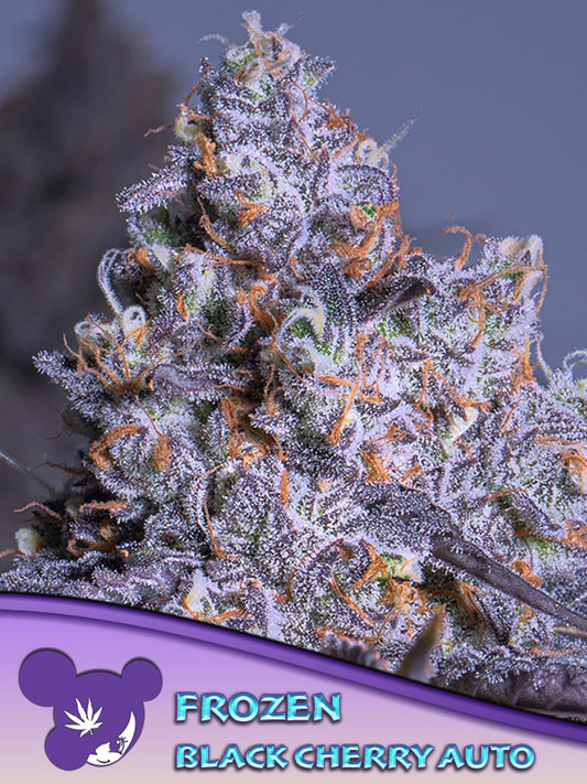 Frozen Black Cherry AUTO