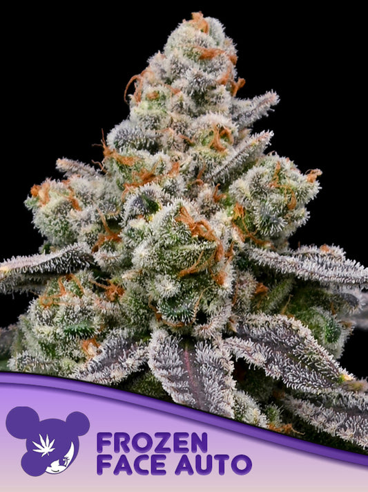 Frozen Face AUTO