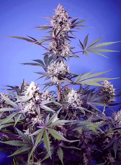 Mental Rainbow F1 Fast Version® (SWS118)