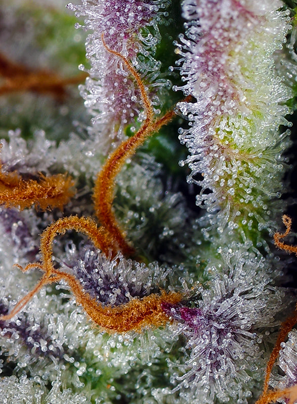 Mimosa Bruce Banner XL Auto® (SWS101)