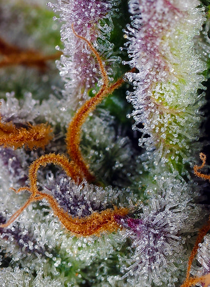 Mimosa Bruce Banner XL Auto® (SWS101)