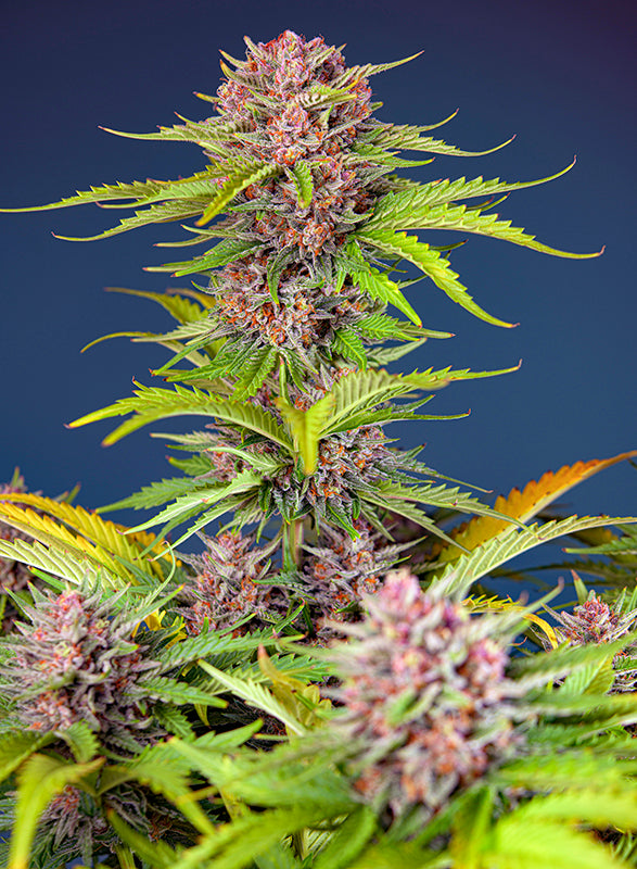 Mimosa Bruce Banner XL Auto® (SWS101)