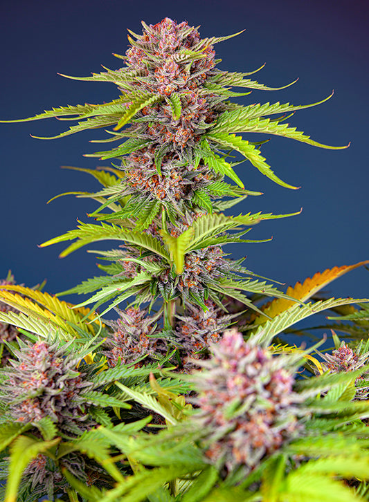 Mimosa Bruce Banner XL Auto® (SWS101)