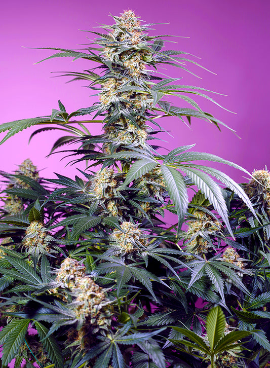Monster Maker® (SWS117)