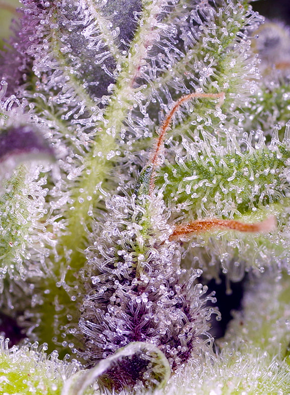 Monster Maker® (SWS117)