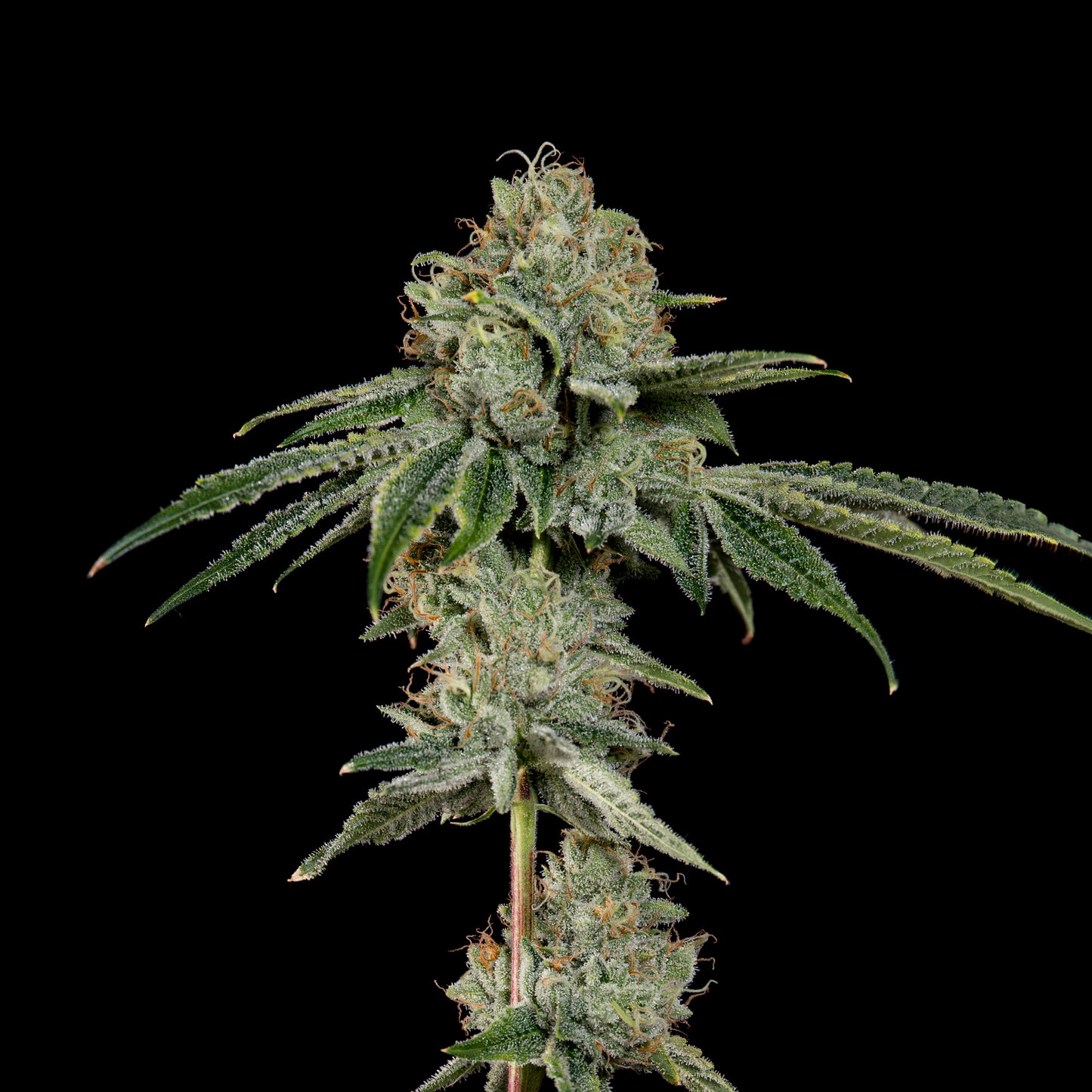 OG Hour