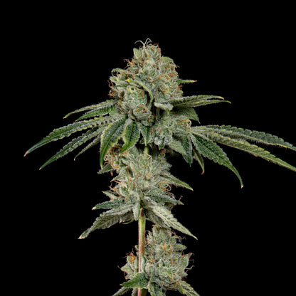 OG Hour