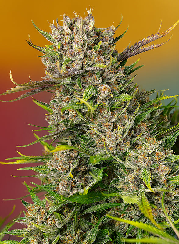 Papaya Zoap F1 Fast Version® (SWS112)