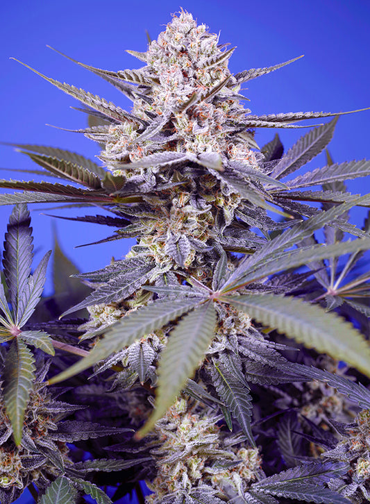 Pineapple Slush XL Auto® (SWS114)