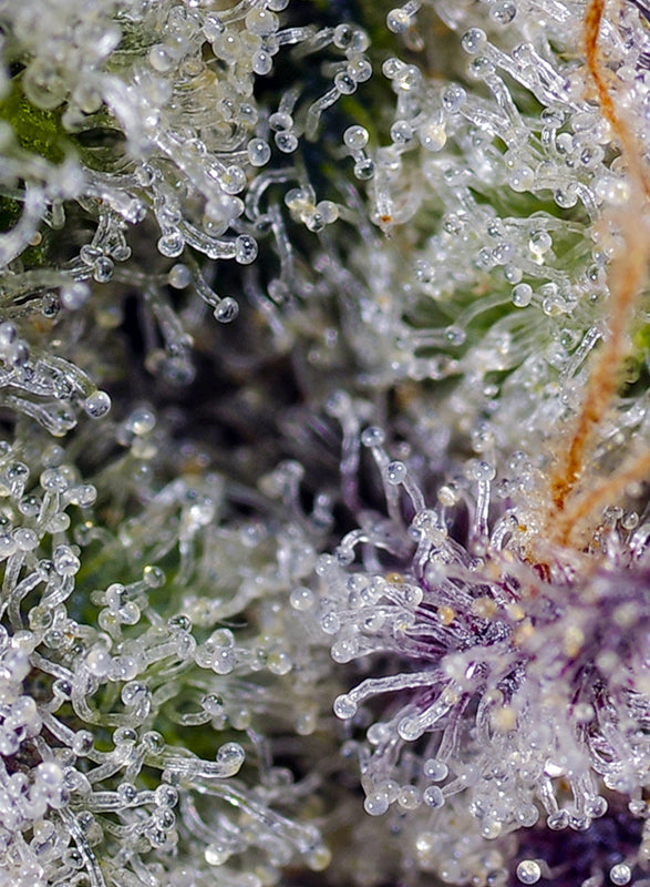 Pineapple Slush XL Auto® (SWS114)