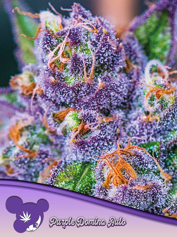 Purple Domina AUTO
