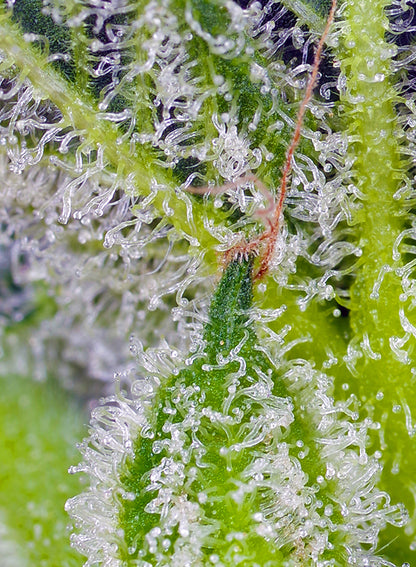 Sweet Mandarine Zkittlez XL Auto® (SWS102)