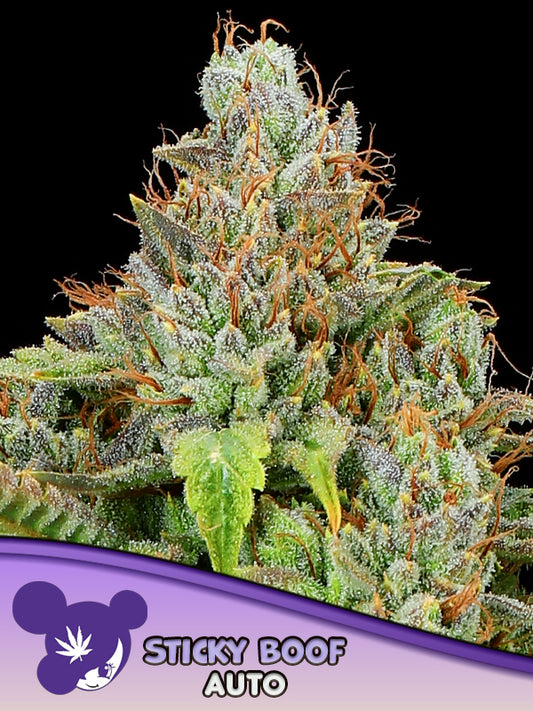 Sticky Boof AUTO