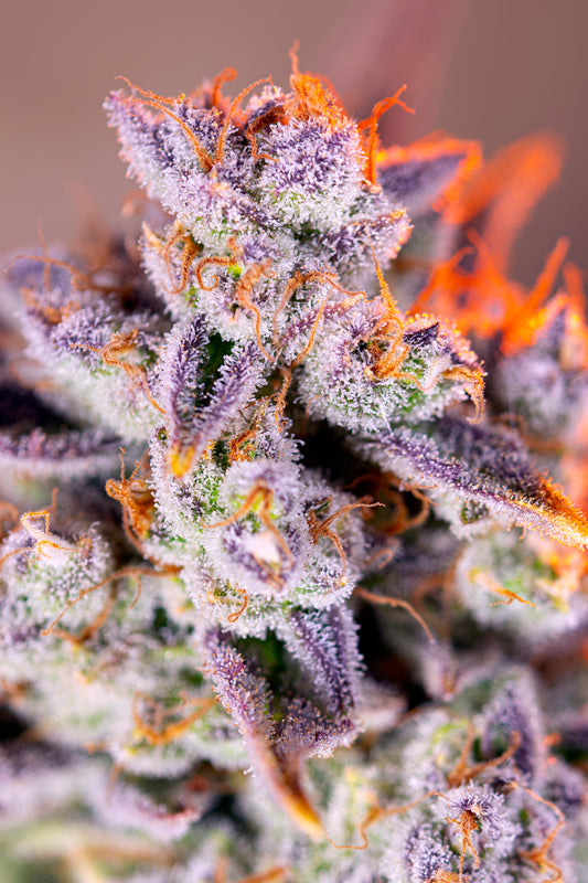 Tropicanna Poison XL Auto® (SWS95)