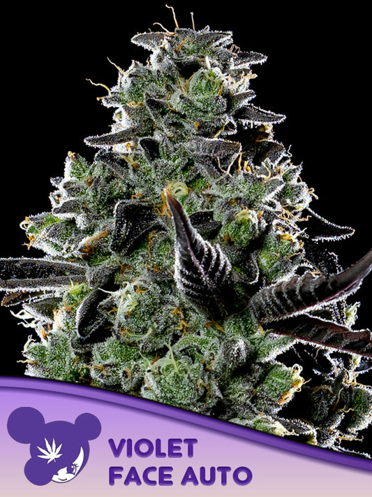 Violet Face AUTO