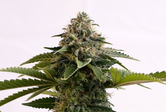 Amnesia Dream XL AUTO