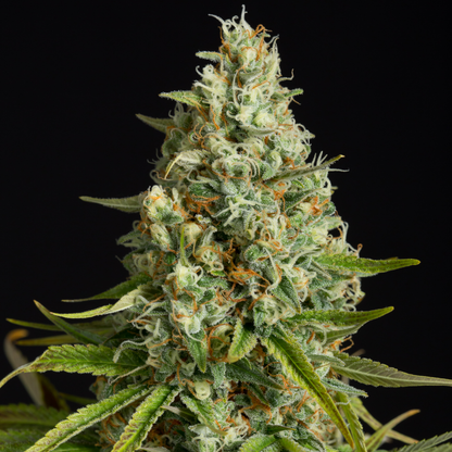 Original Amnesia