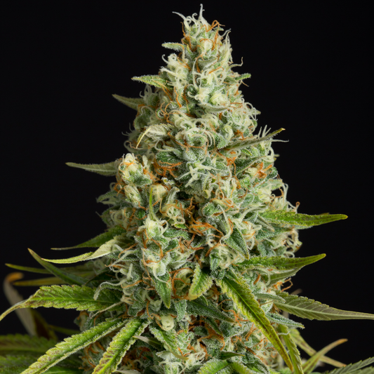 Original Amnesia