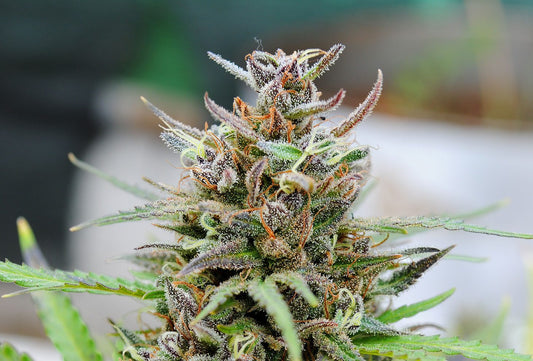 Baby Boom AUTO