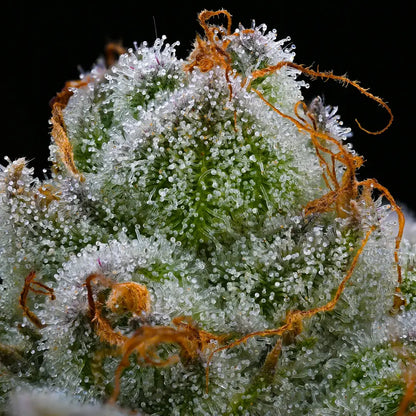 Blue Dream