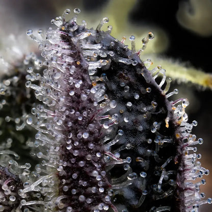 Blue Dream