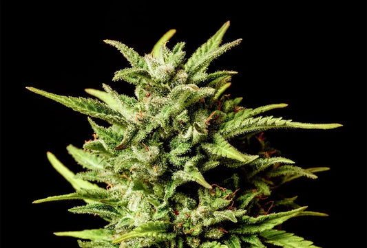 Break-up Cake AUTO