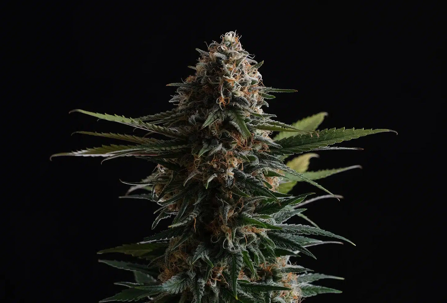 Candy Cream GO FAST