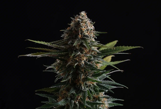 Candy Cream GO FAST