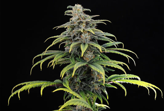 CBG AUTO