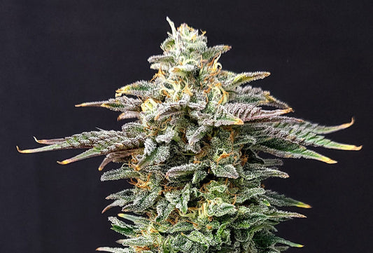 Cherry Dream