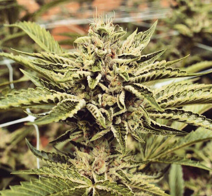 Cinnamon Buddha OG