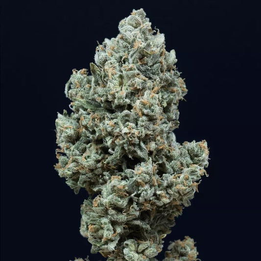 Critical + 2.0 AUTO