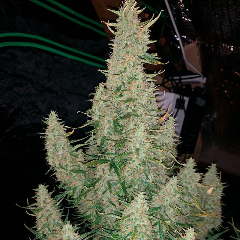 Critical Jack