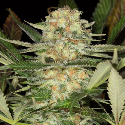 Critical Mango
