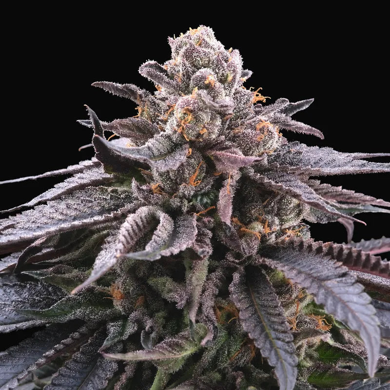 DOKI DOKI (Perfect Tree) Steckling